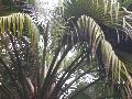 Guadalupe Palm / Brahea edulis